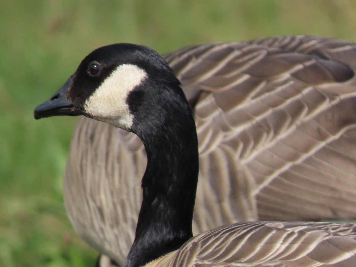 Cackling Goose - ML609218277