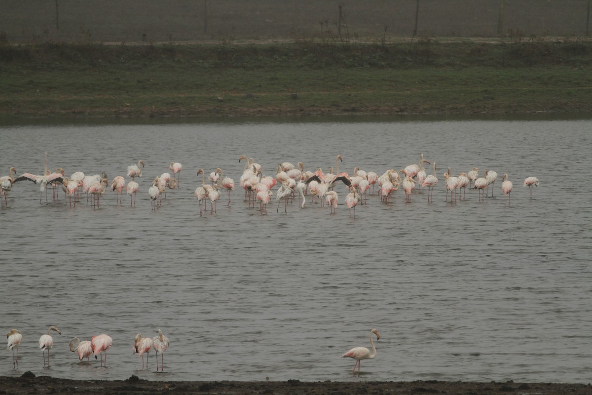 Greater Flamingo - ML609218528