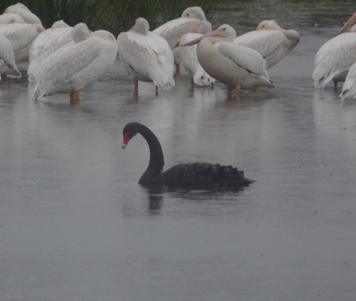 Black Swan - ML609218544