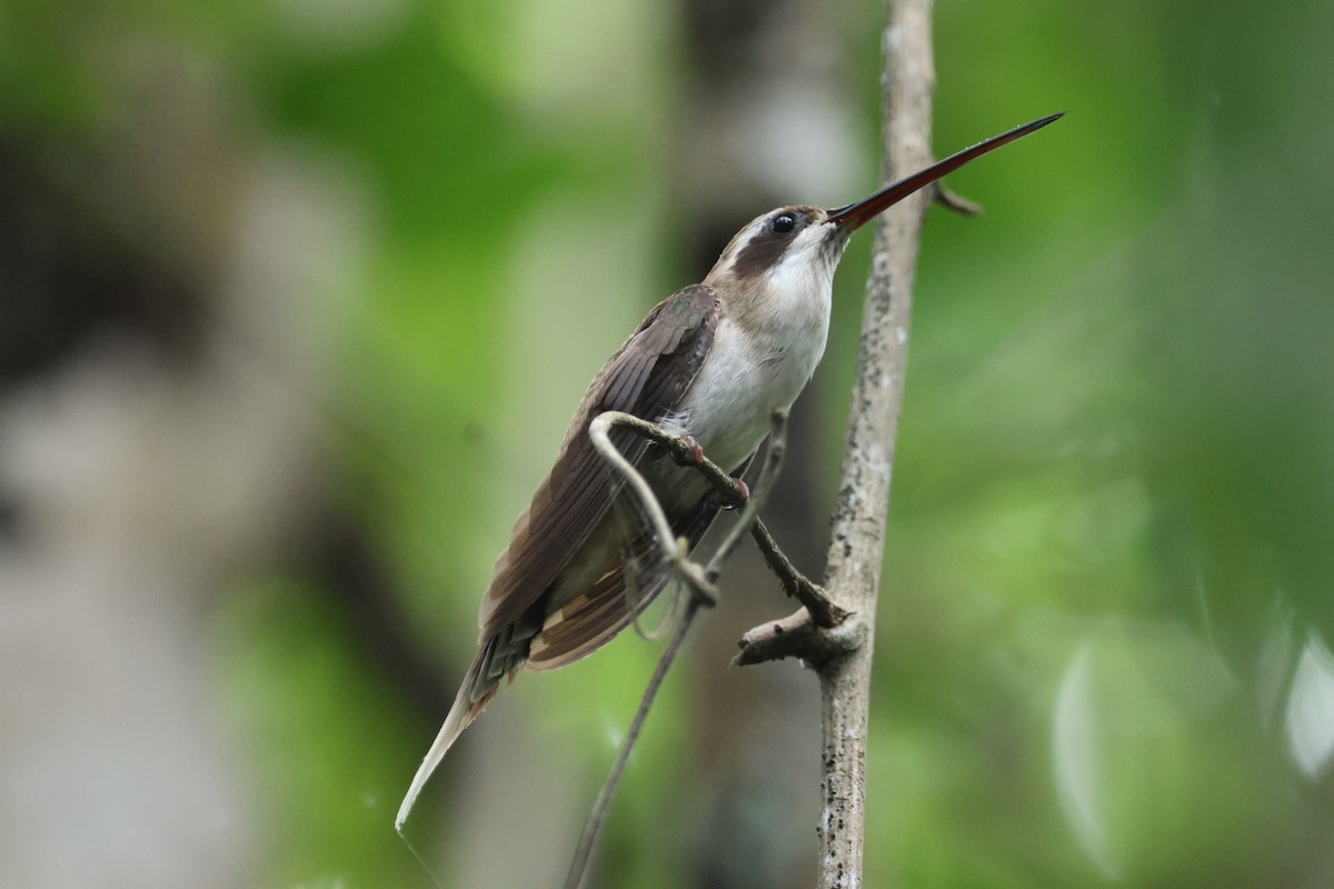 Açık Karınlı Hermit - ML609218605