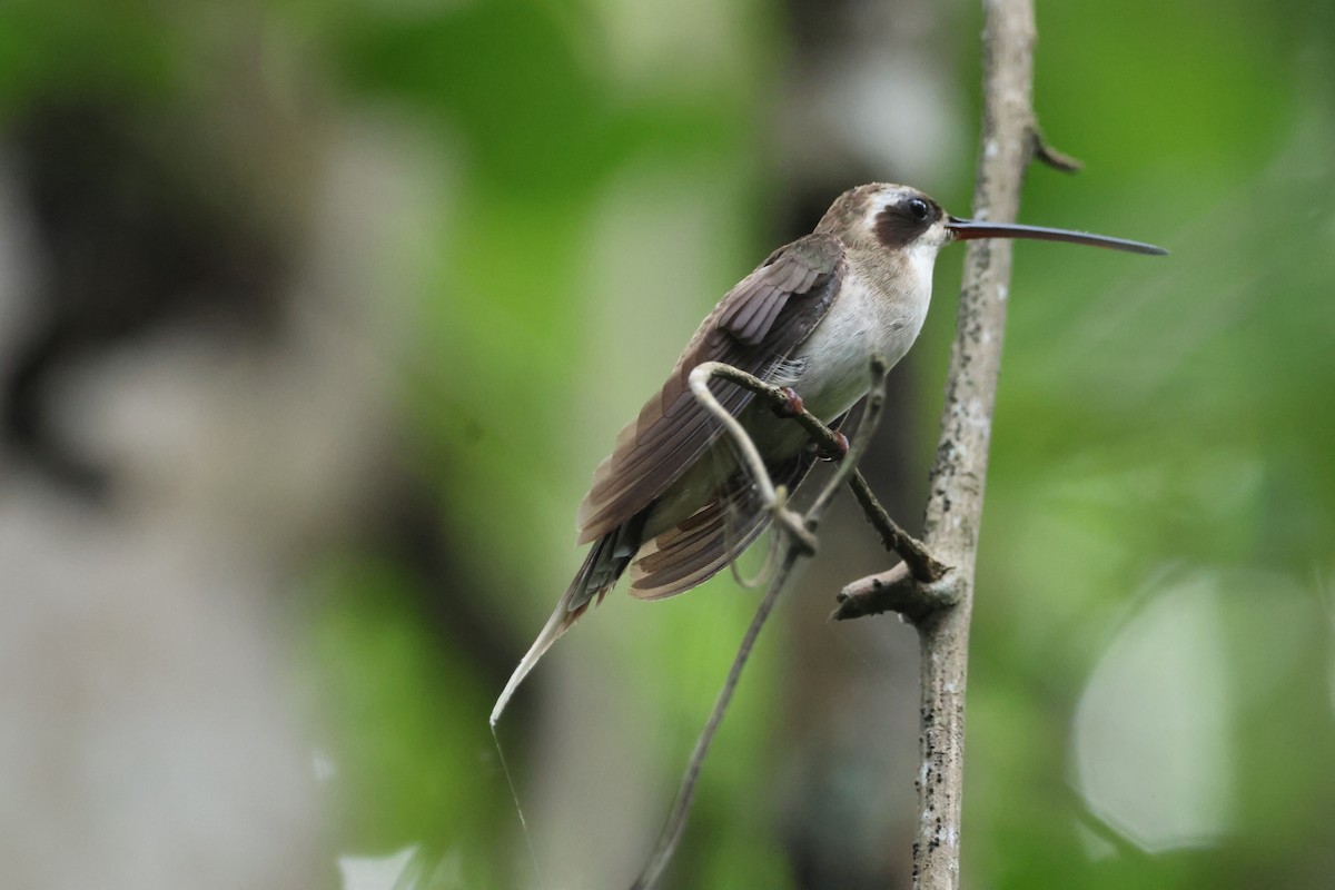 Pale-bellied Hermit - ML609218607