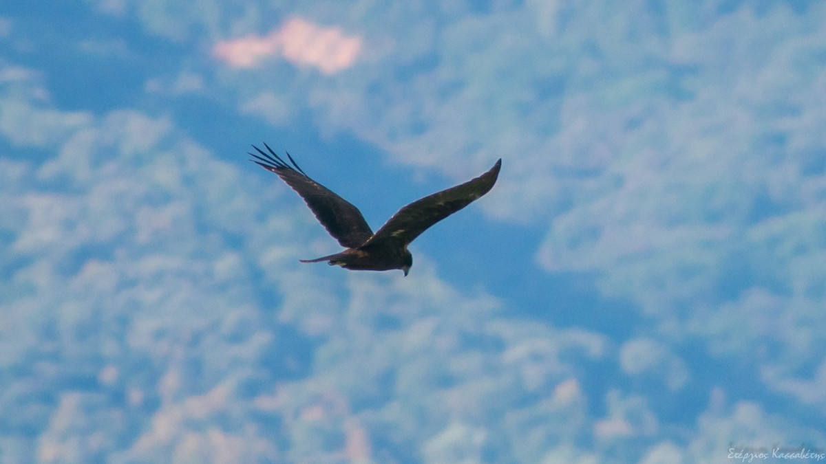 Western Marsh Harrier - ML609218614