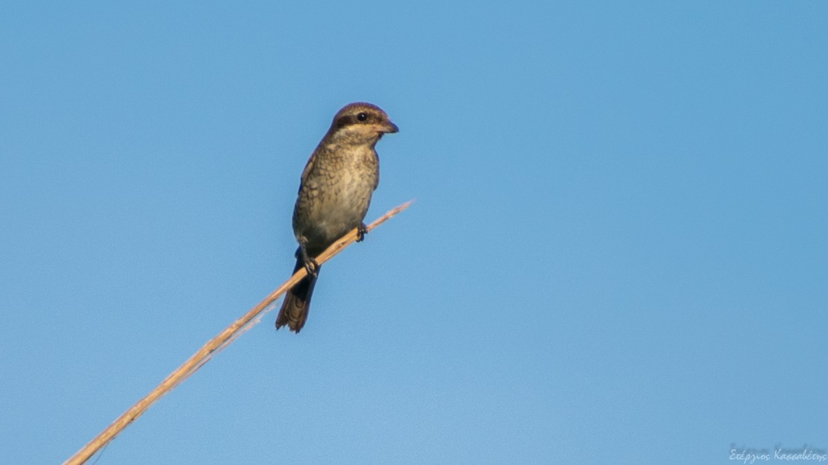 Red-backed Shrike - ML609218621