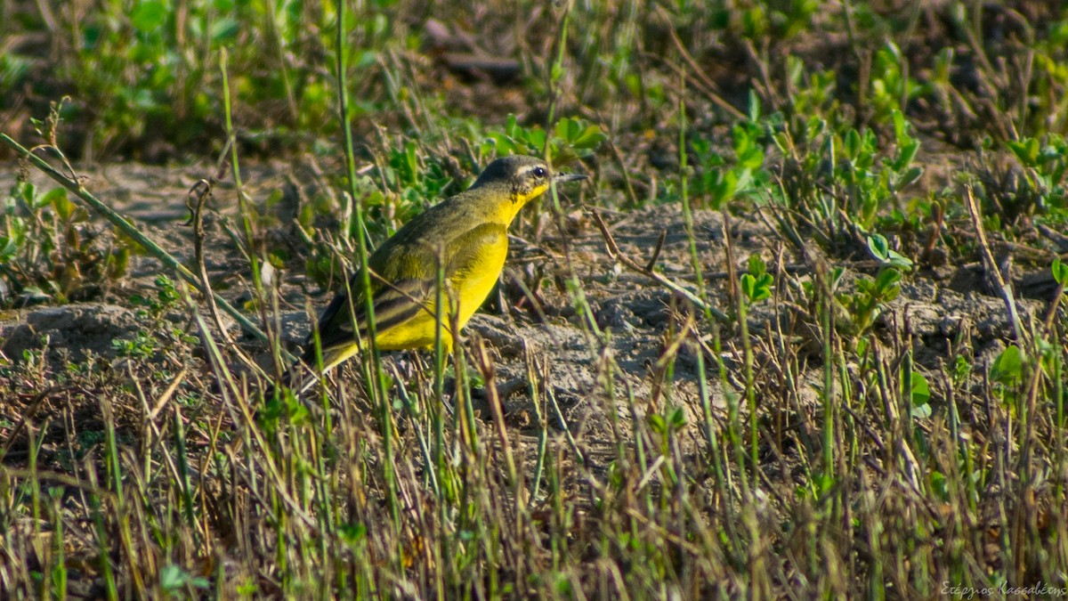 Western Yellow Wagtail - Stergios Kassavetis