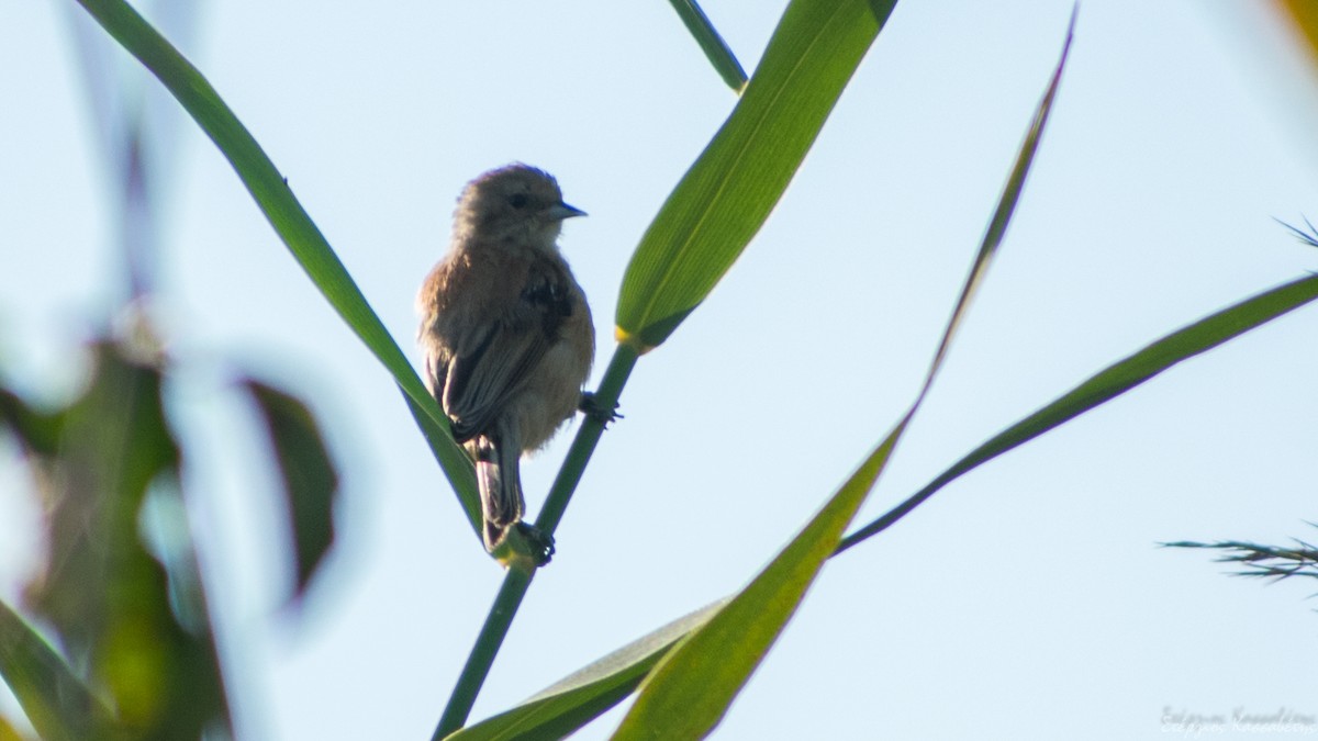 Eurasian Penduline-Tit - Stergios Kassavetis