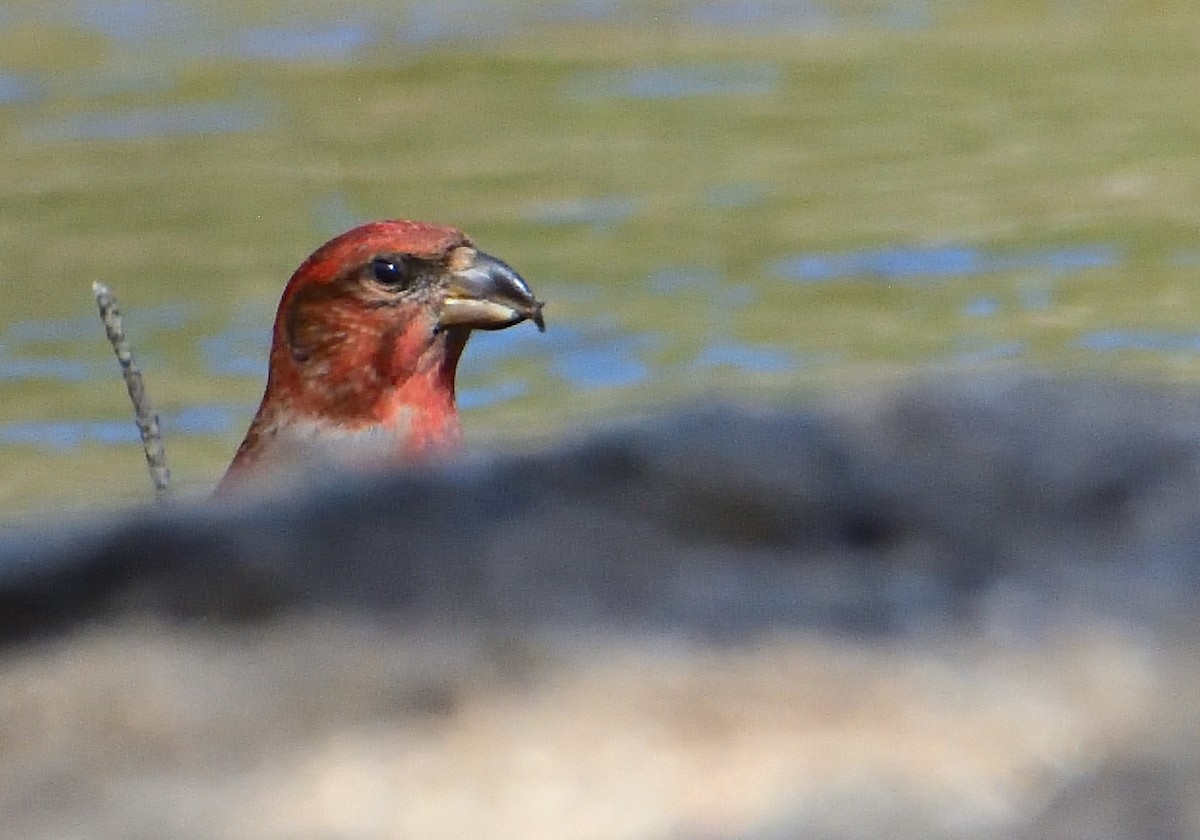 Red Crossbill - ML609218679