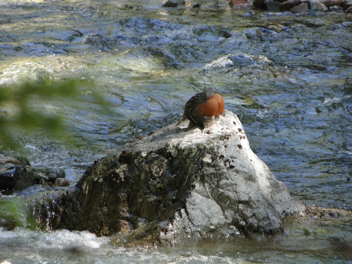 Torrent Duck - Brisa Serena  Guenuleo