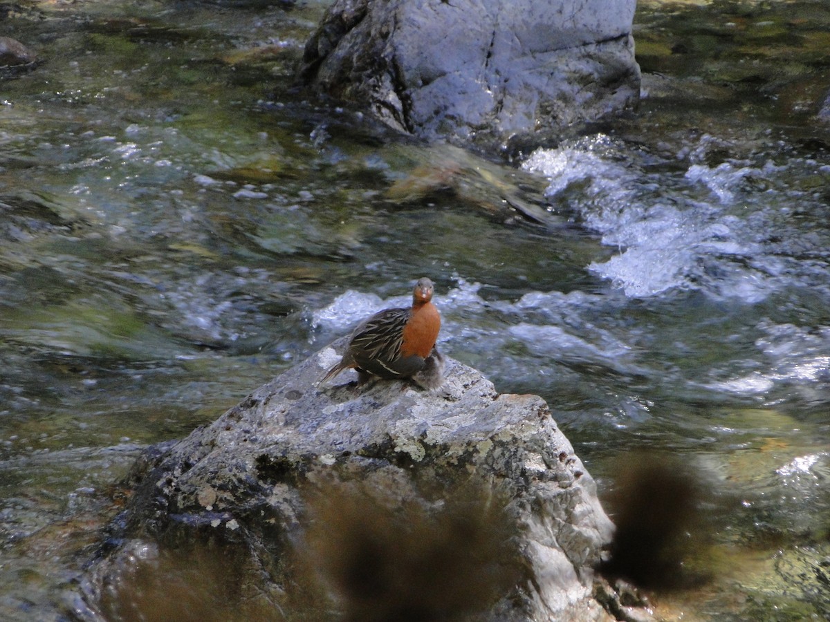 Torrent Duck - Brisa Serena  Guenuleo