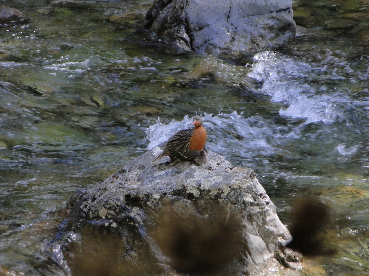 Torrent Duck - Brisa Serena  Guenuleo