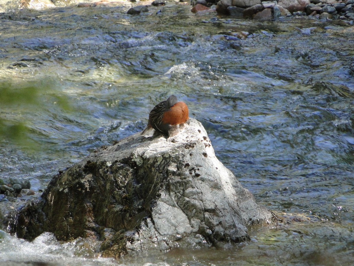 Torrent Duck - Brisa Serena  Guenuleo