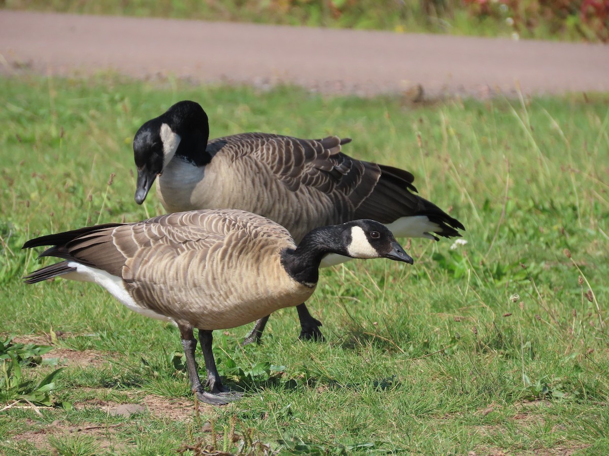 Cackling Goose - ML609218742