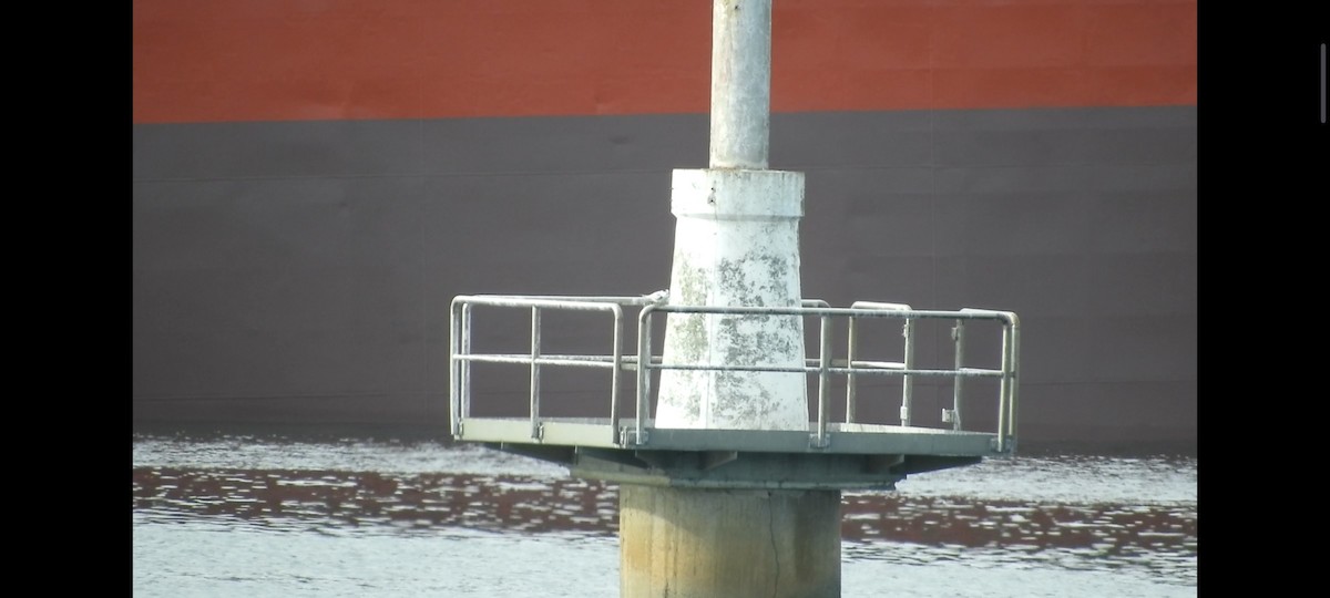 rybák černý - ML609218743