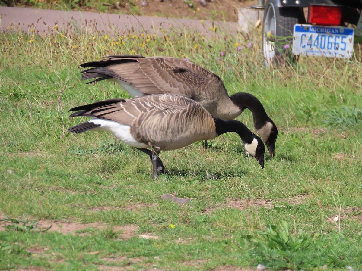 Cackling Goose - ML609218752