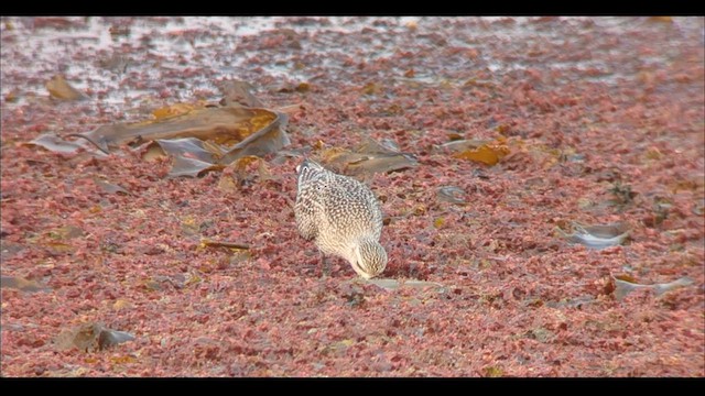 Black-bellied Plover - ML609218761