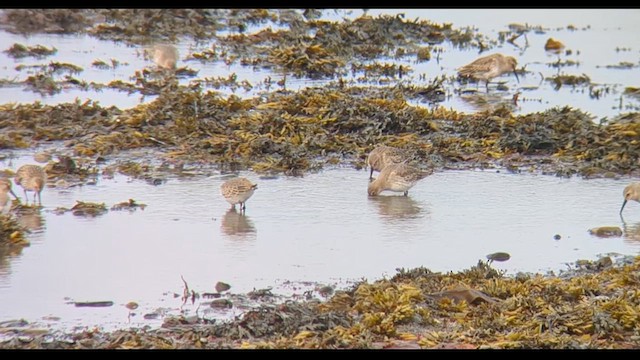 Dunlin - ML609218778