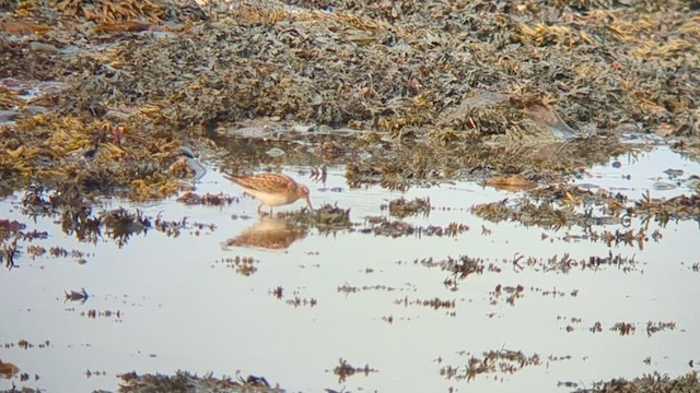 Pectoral Sandpiper - ML609218799