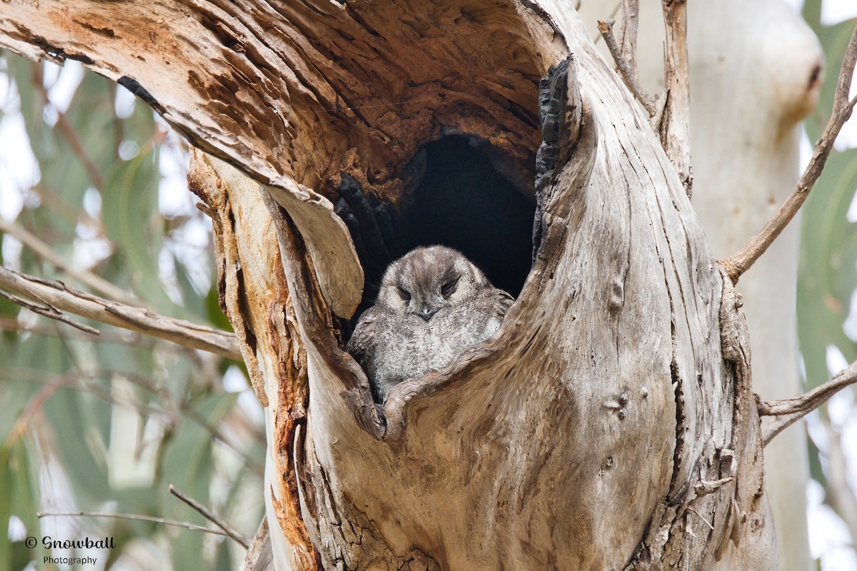 Australian Owlet-nightjar - Martin Snowball