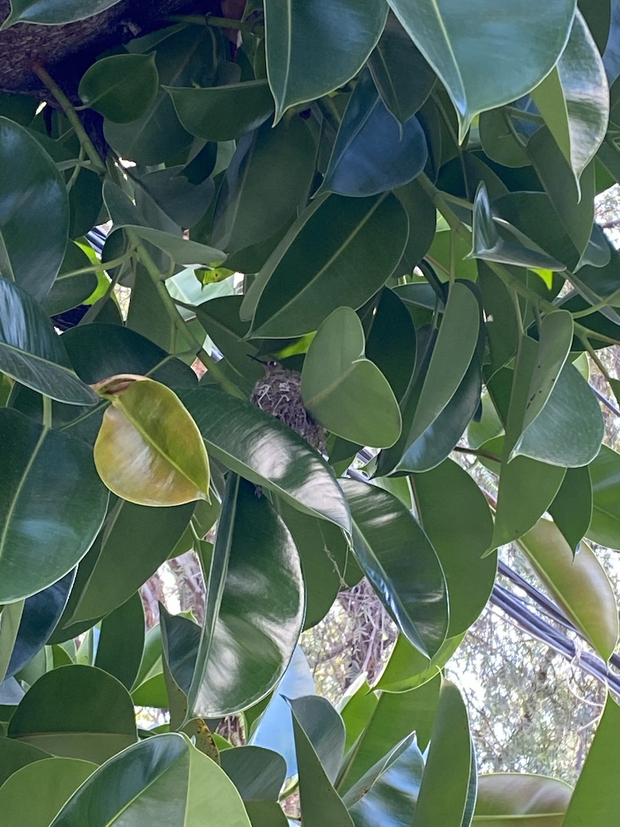 Green-backed Firecrown - ML609218867