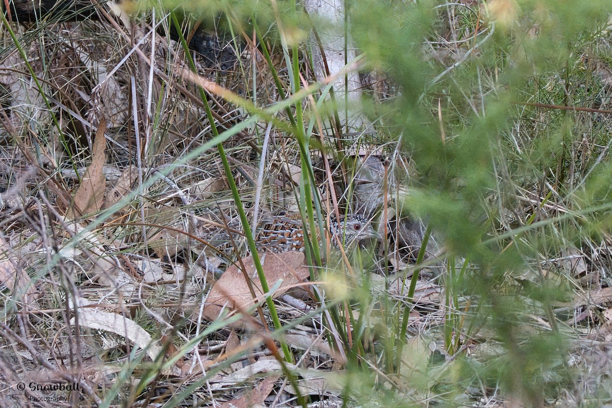 Painted Buttonquail - ML609218883