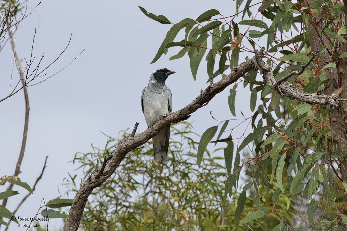 Black-faced Cuckooshrike - Martin Snowball