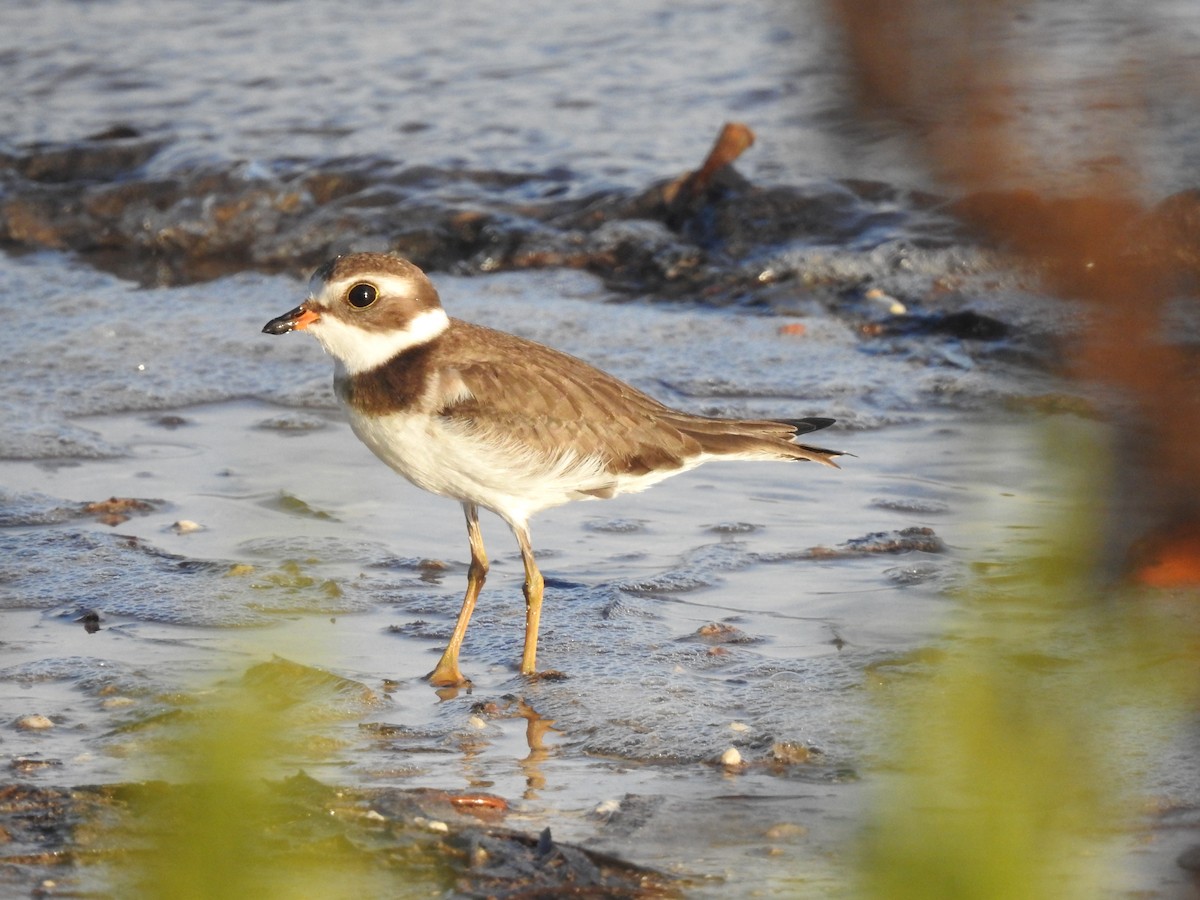 Semipalmated Plover - ML609218980