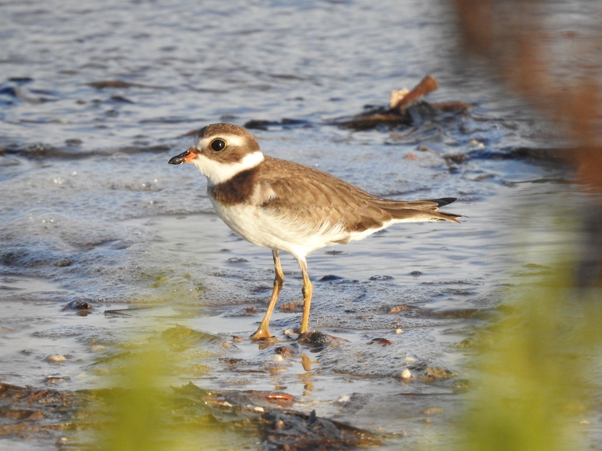 Semipalmated Plover - ML609218981