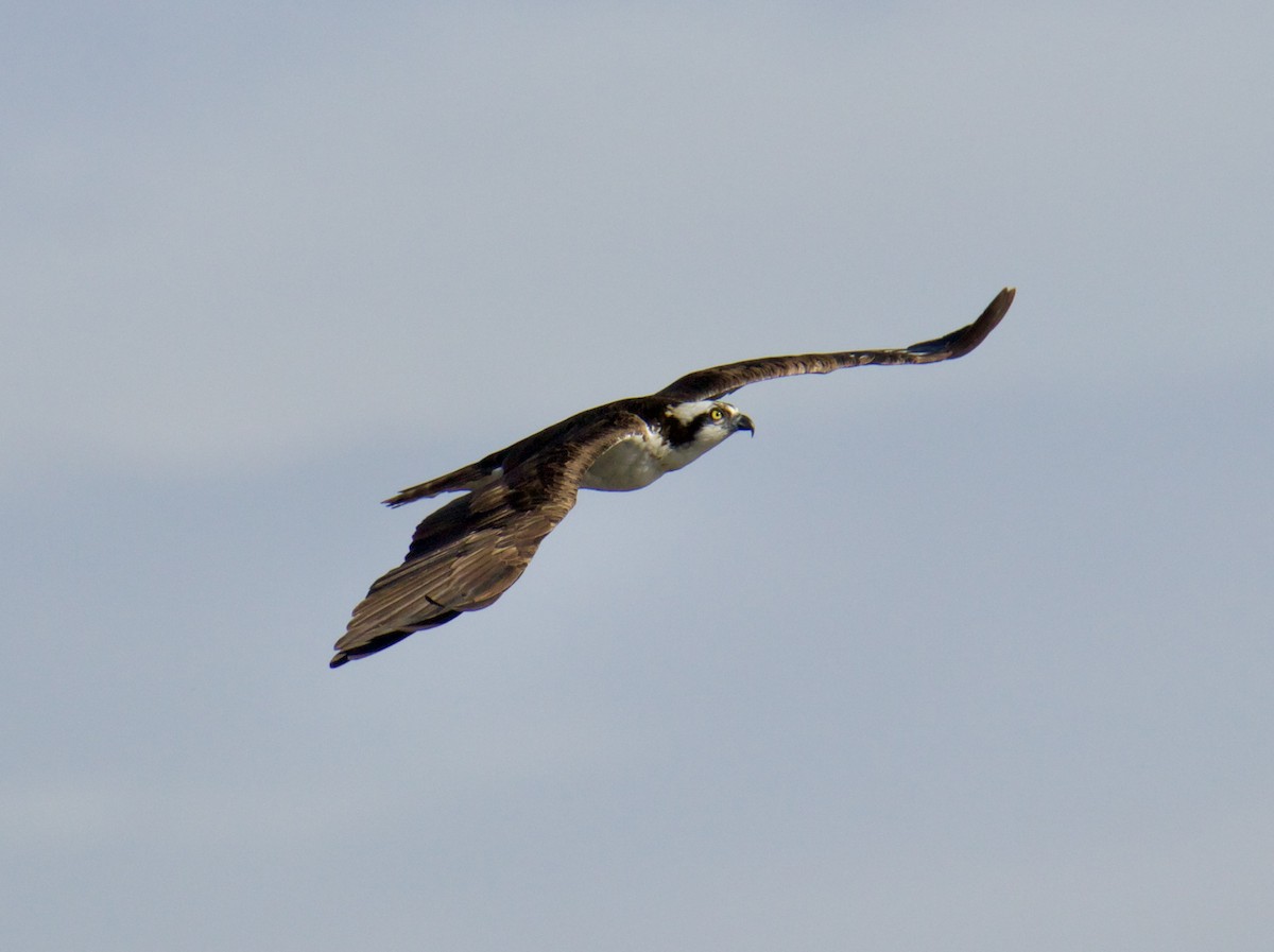 Águila Pescadora - ML609219234