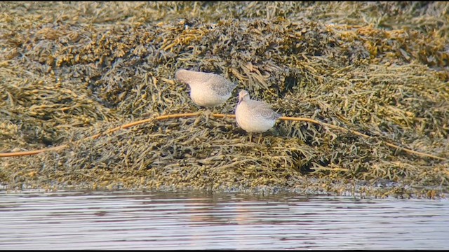 Red Knot - ML609219250