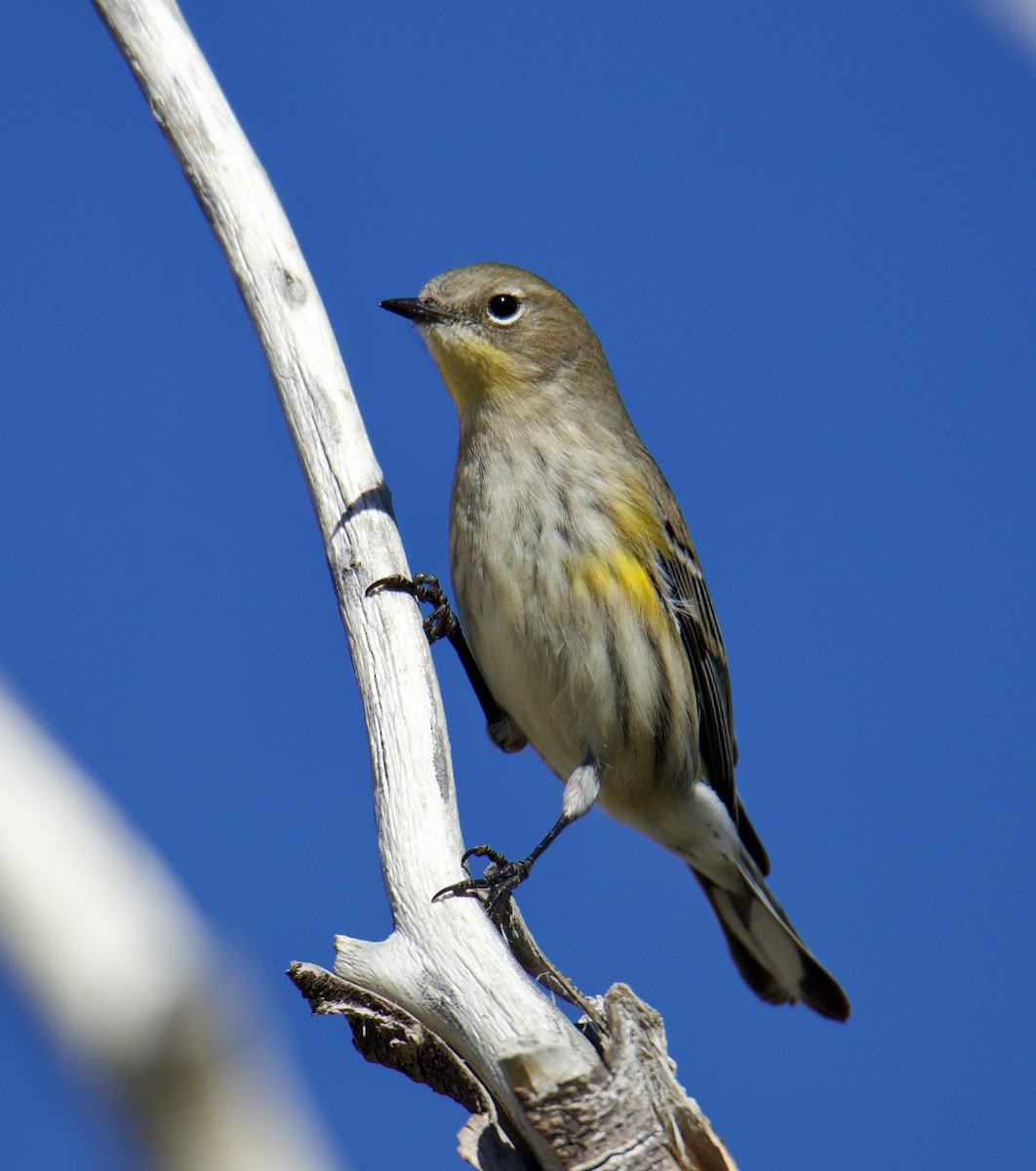 Yellow-rumped Warbler - ML609219253