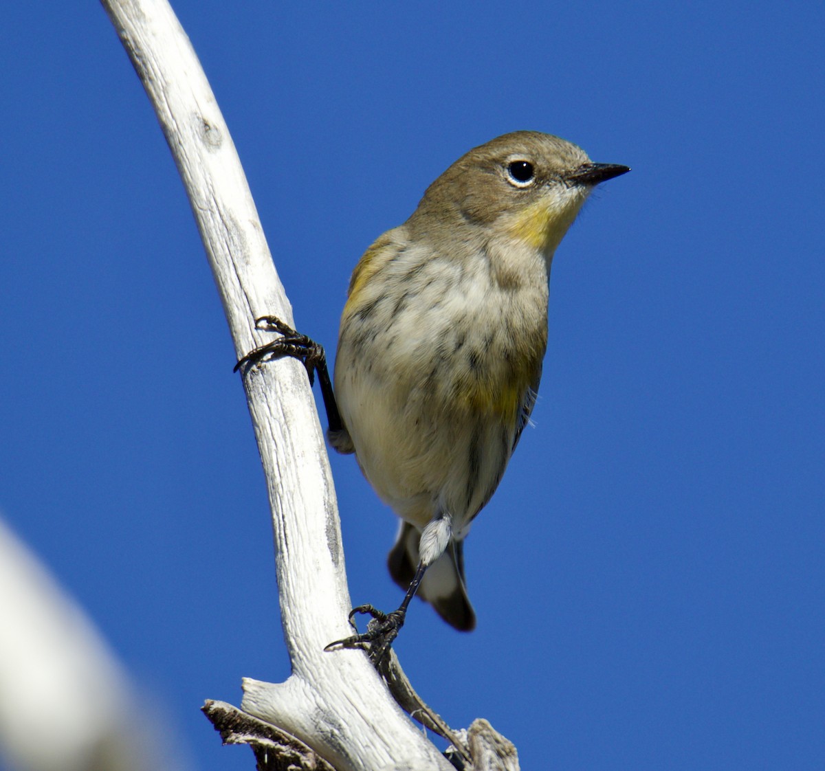 Yellow-rumped Warbler - Jordan Juzdowski