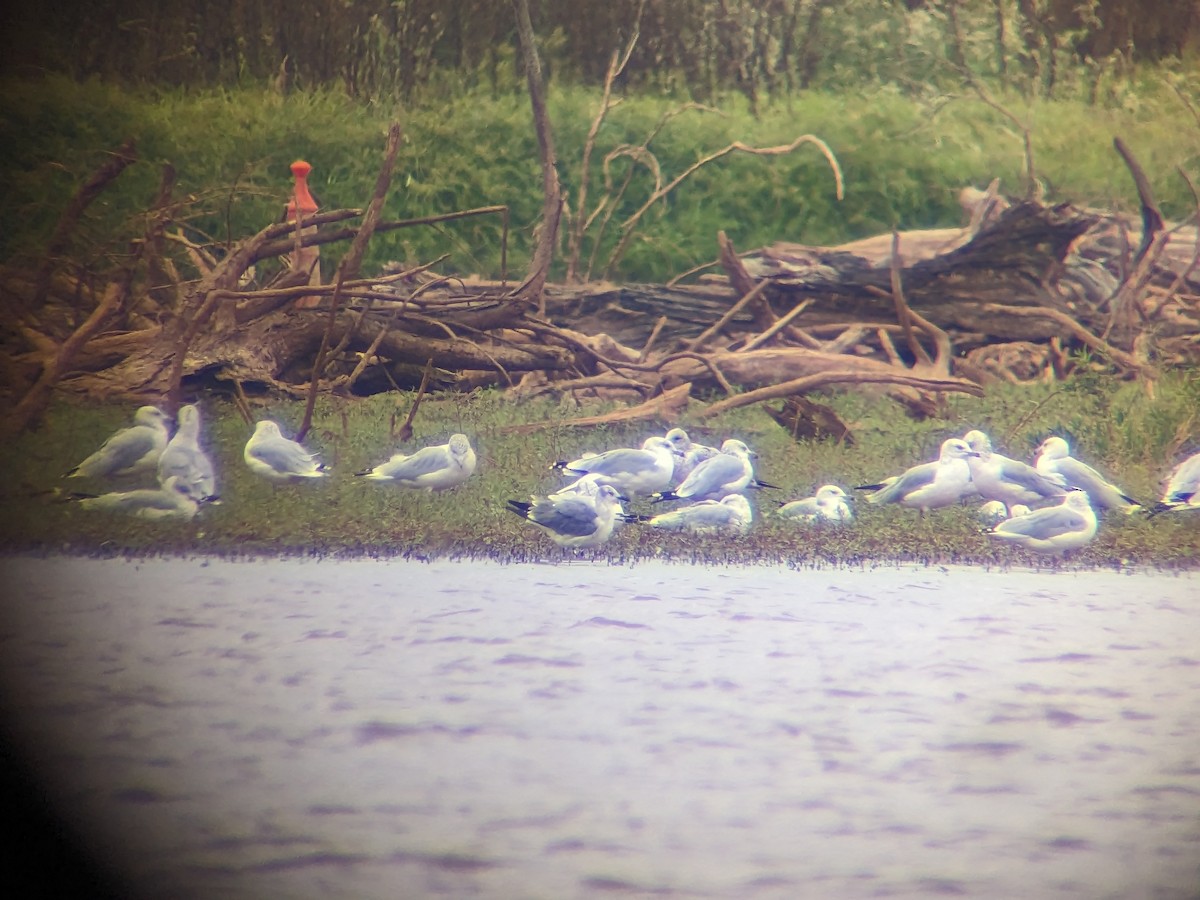 Laughing Gull - Jesse Pline