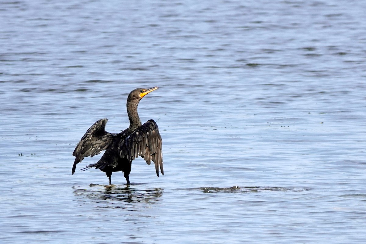 Double-crested Cormorant - ML609219413