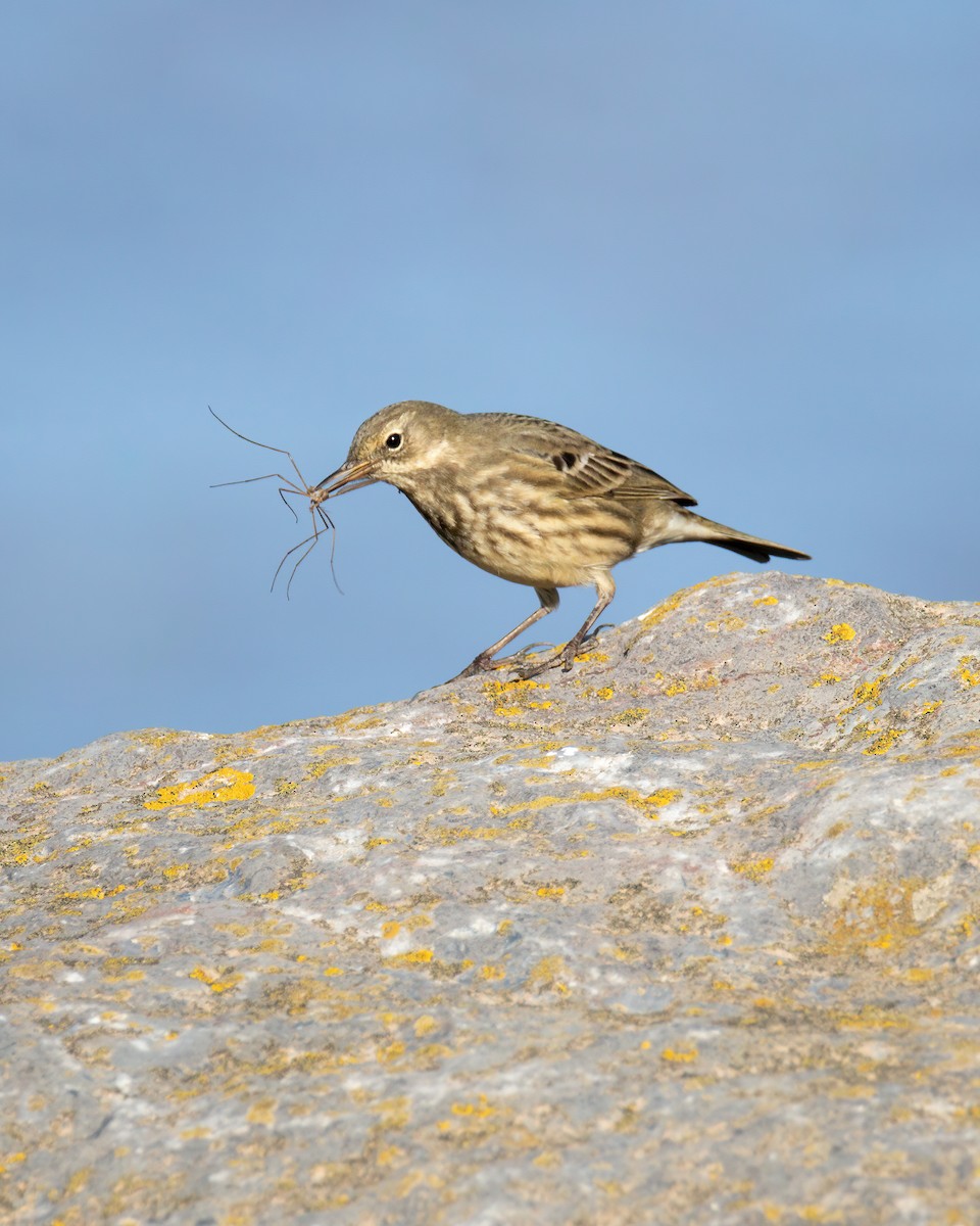 Rock Pipit - ML609219455