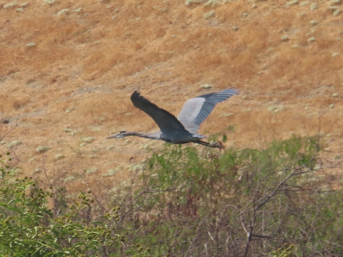 Great Blue Heron - ML609219533