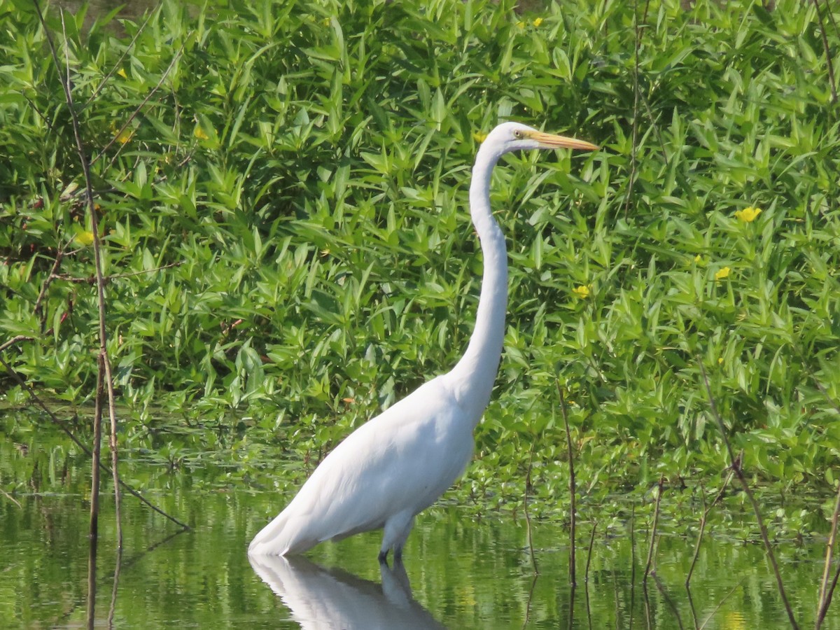 Цасч дэглий - ML609219583