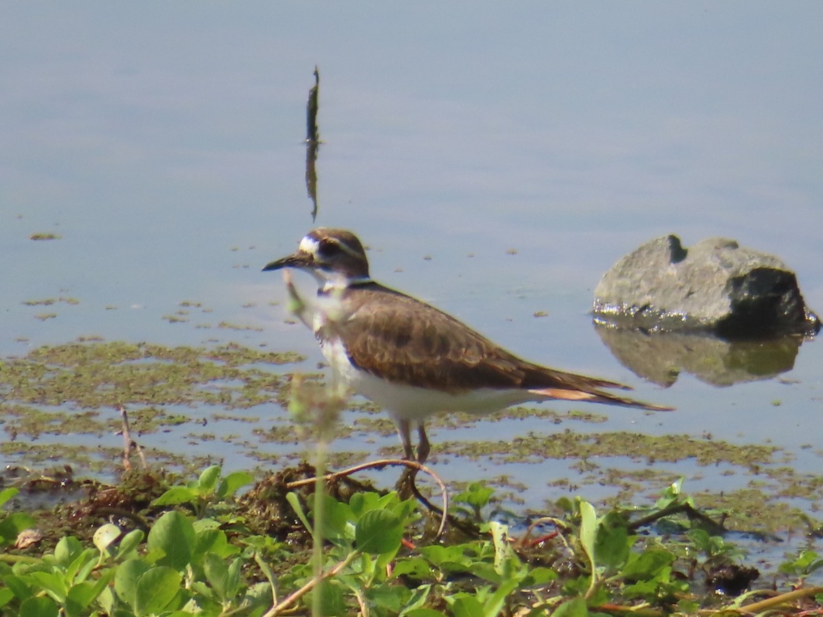 Killdeer - ML609219624