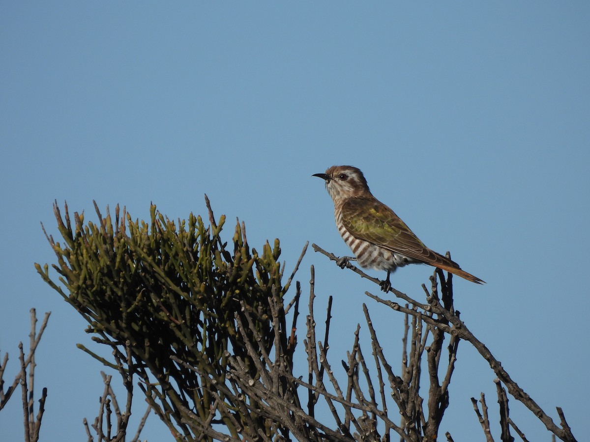 Horsfield's Bronze-Cuckoo - ML609219661