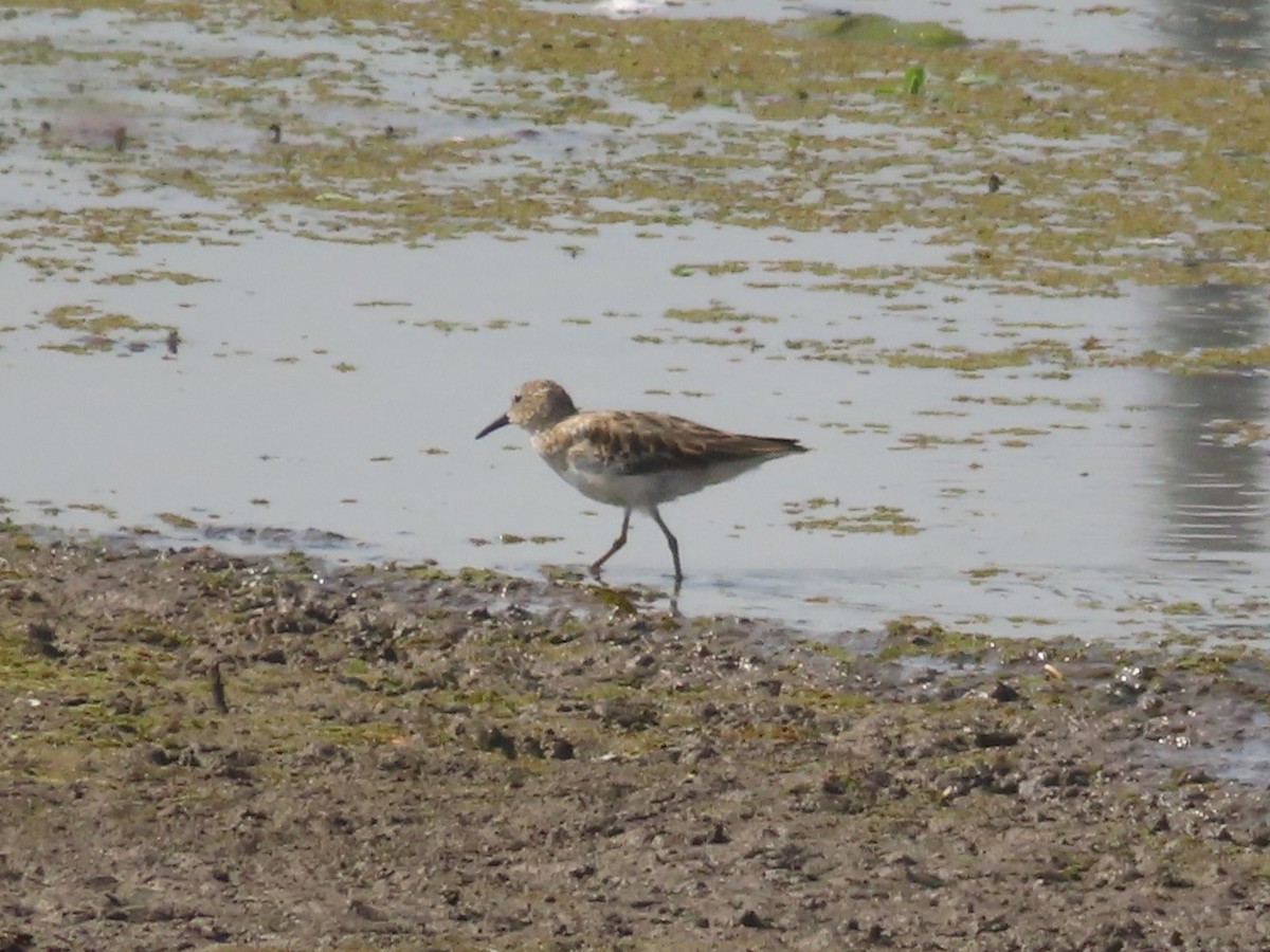 Least Sandpiper - ML609219706