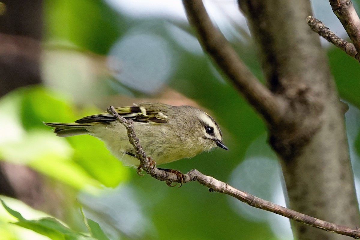 Golden-crowned Kinglet - Louise Courtemanche 🦅