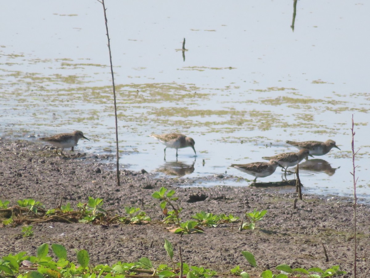 Least Sandpiper - ML609219775