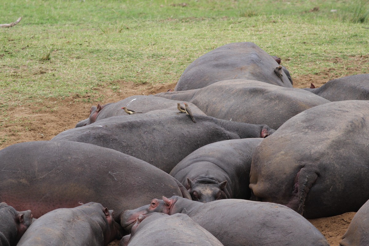 Red-billed Oxpecker - ML609219789