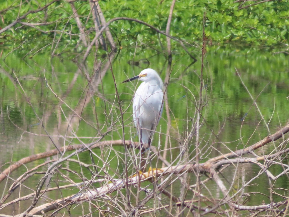 Snowy Egret - ML609219817