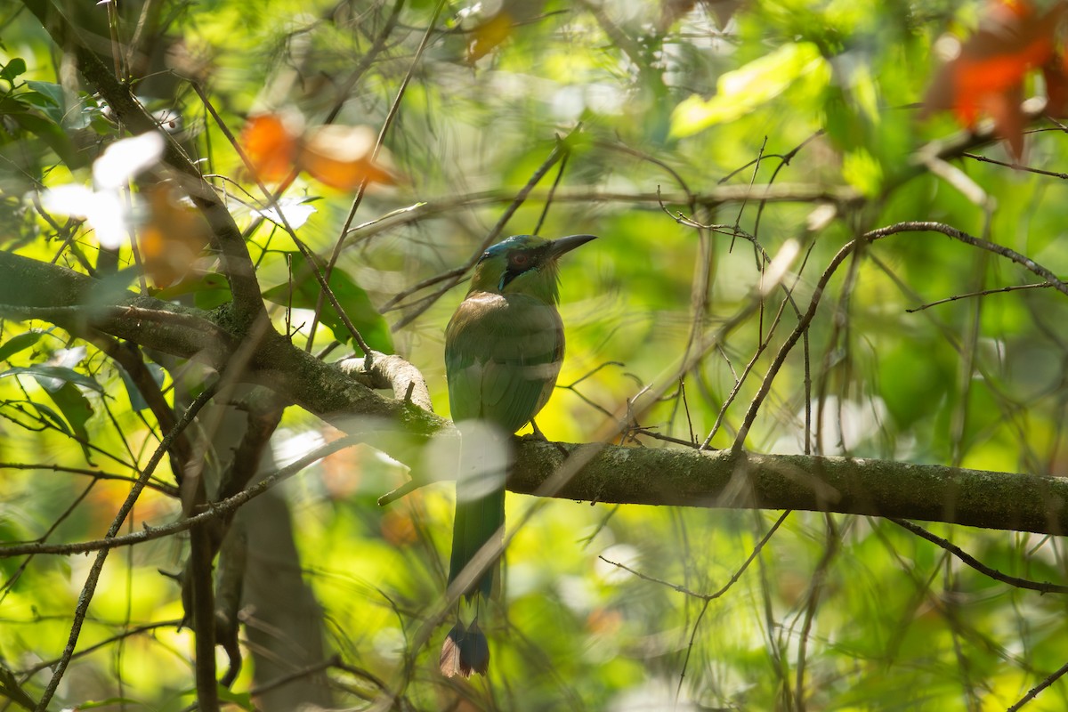 Blue-capped Motmot - ML609219827