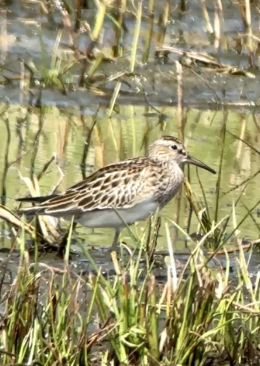 Bécasseau à poitrine cendrée - ML609219828