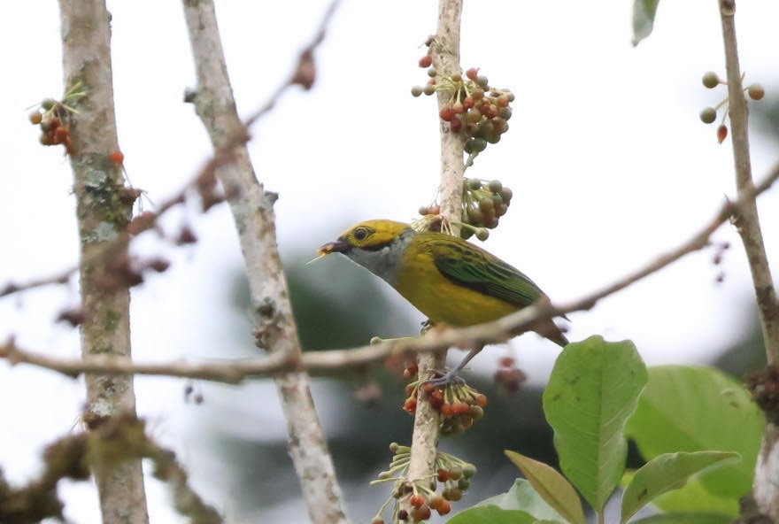 Silver-throated Tanager - ML609219838