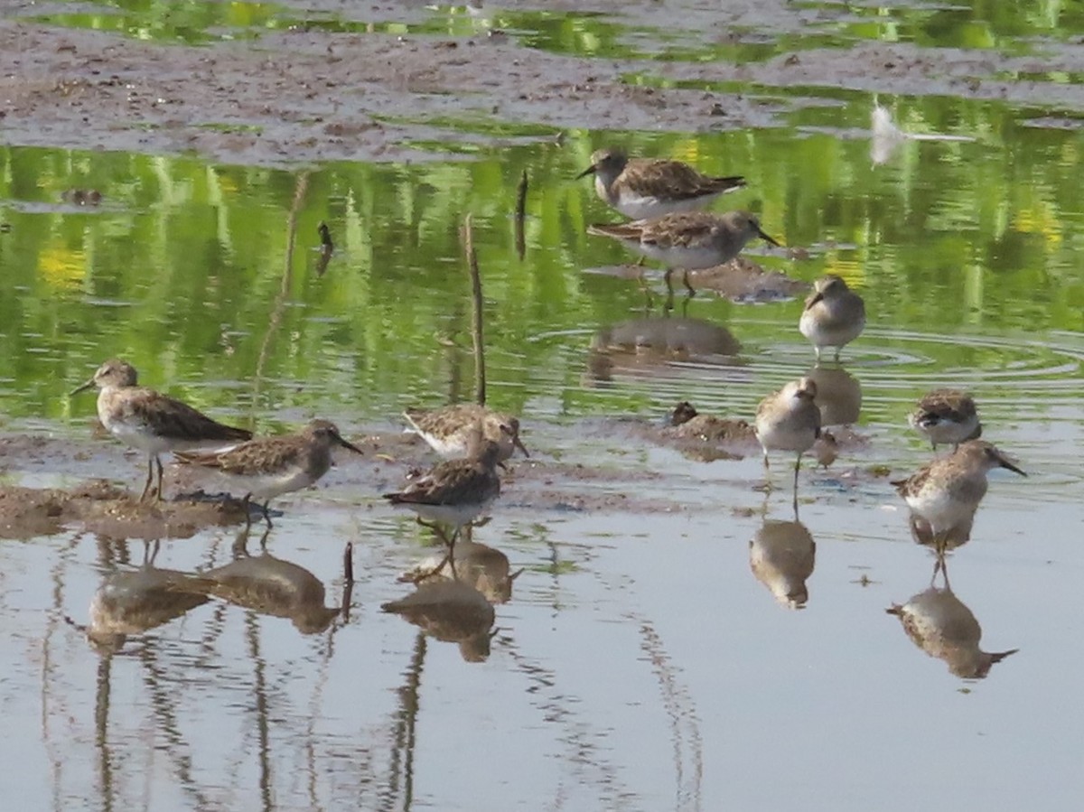 Least Sandpiper - Karen Richardson