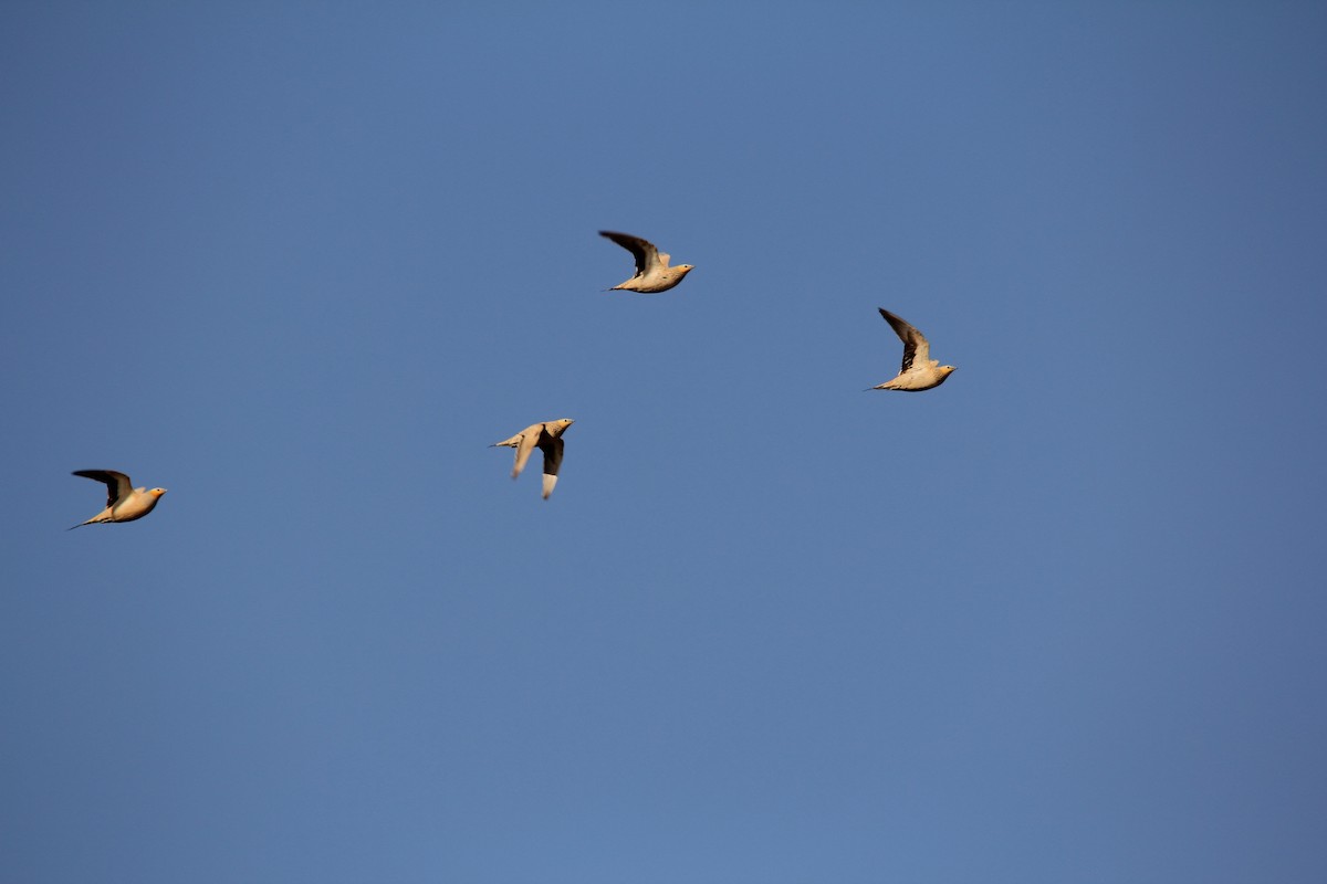 Spotted Sandgrouse - ML609219958