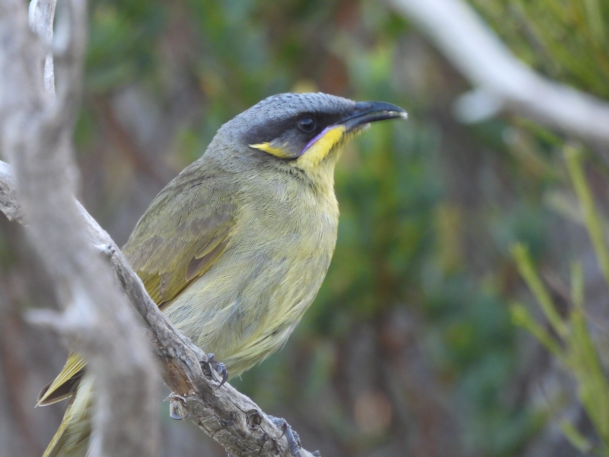 Purple-gaped Honeyeater - ML609219961