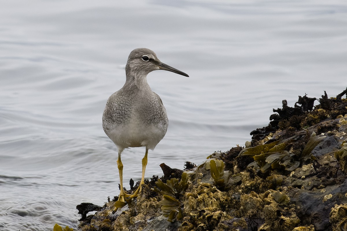 Wandering Tattler - ML609219976