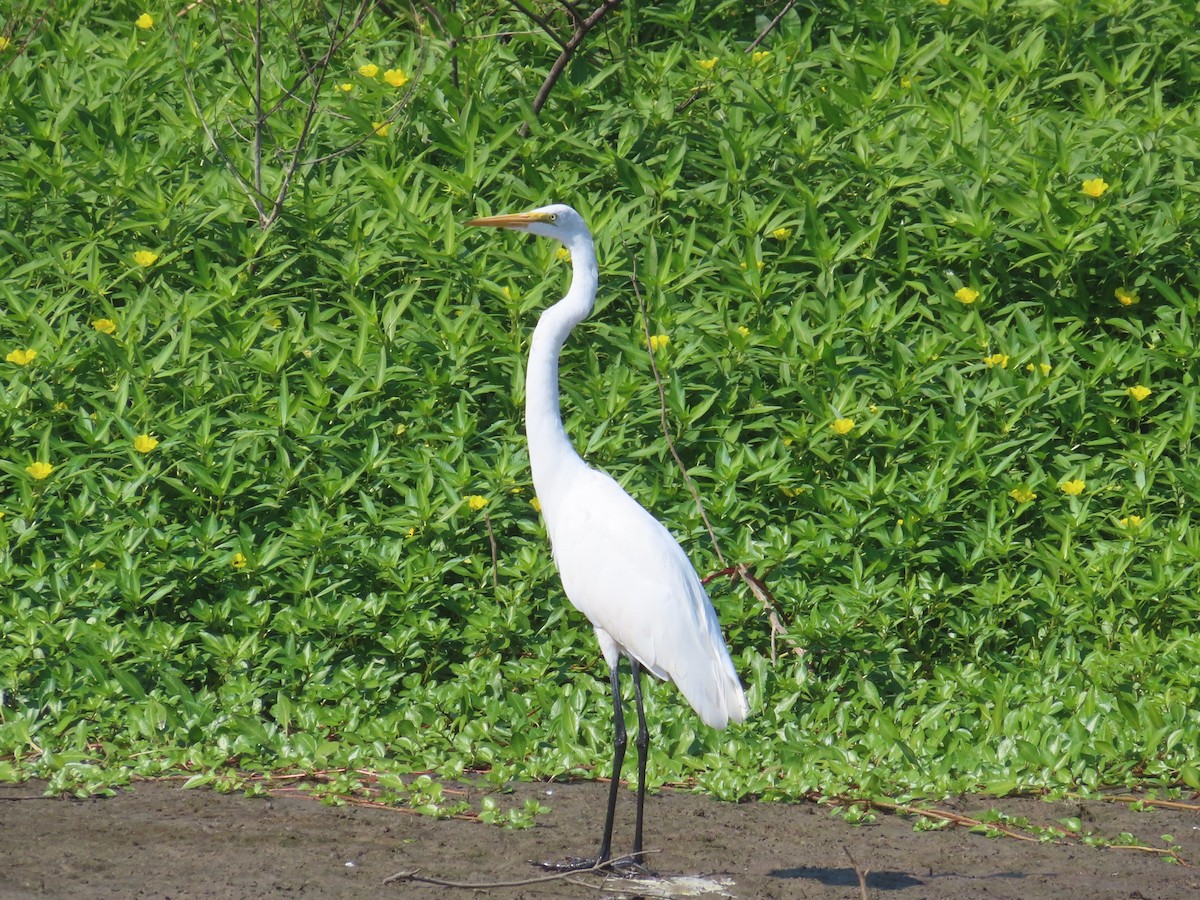 Цасч дэглий - ML609219980